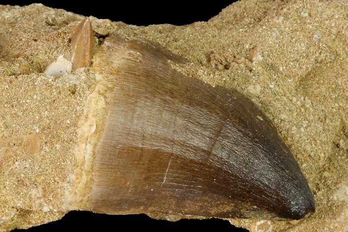 Mosasaur (Prognathodon) Tooth In Rock - Morocco #154860